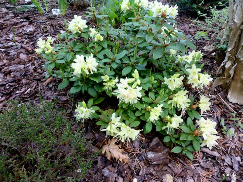 Zielono Zakreceni Rozanecznik Rhododendron Princess Anne 19 C 1 1