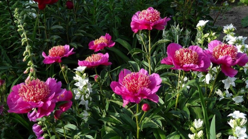 Zielono Zakręceni: Piwonia (Paeonia) 'Neon' (1/1)