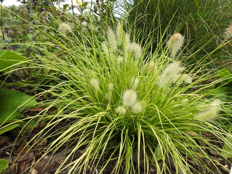 Zielono Zakręceni: Rozplenica japońska (Pennisetum alopecuroides) 'Hameln Gold' (1/1)