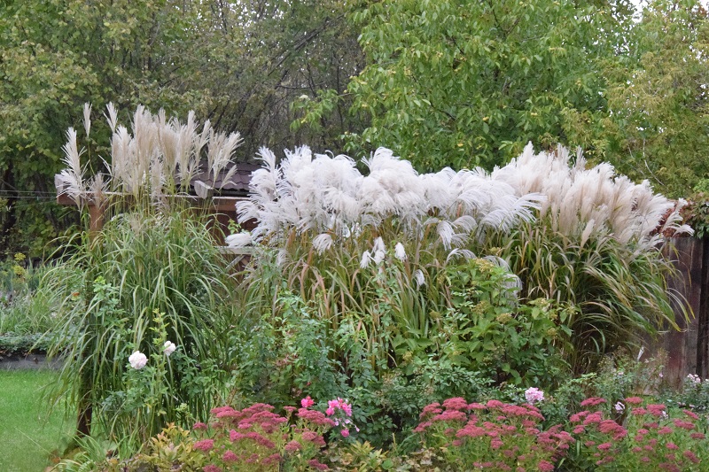 Zielono Zakręceni: Miskant chiński (Miscanthus sinensis) 'Silberfeder' (1/1)