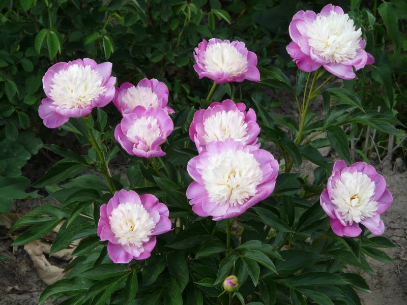 Zielono Zakręceni: Piwonia (Paeonia) 'Santa Fe' (1/1)