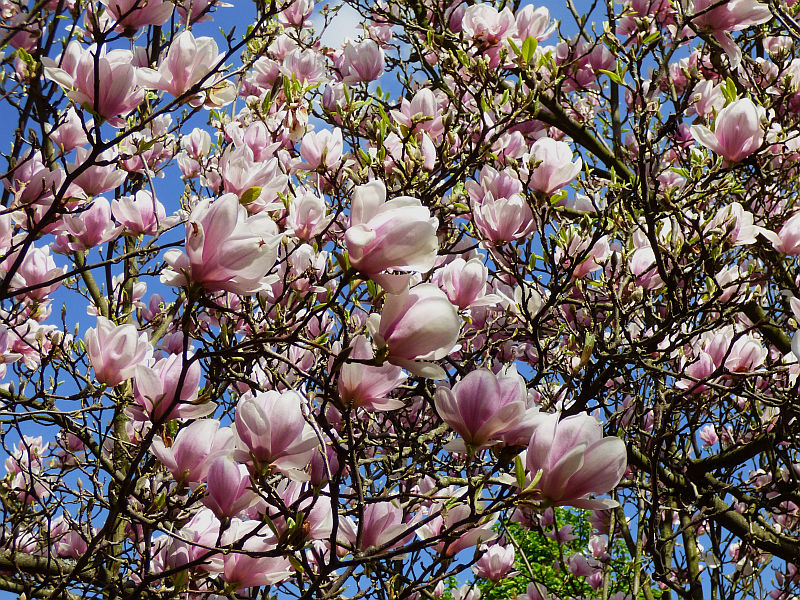 Zielono Zakręceni: Magnolia pośrednia (Magnolia x soulangeana) 'Aleksandrina' (1/2)