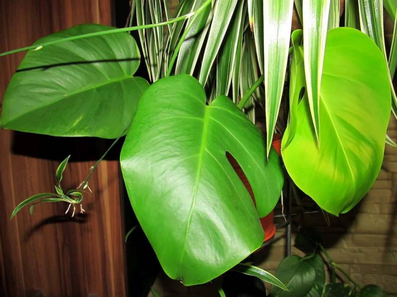 Zielono Zakreceni Monstera 1 1