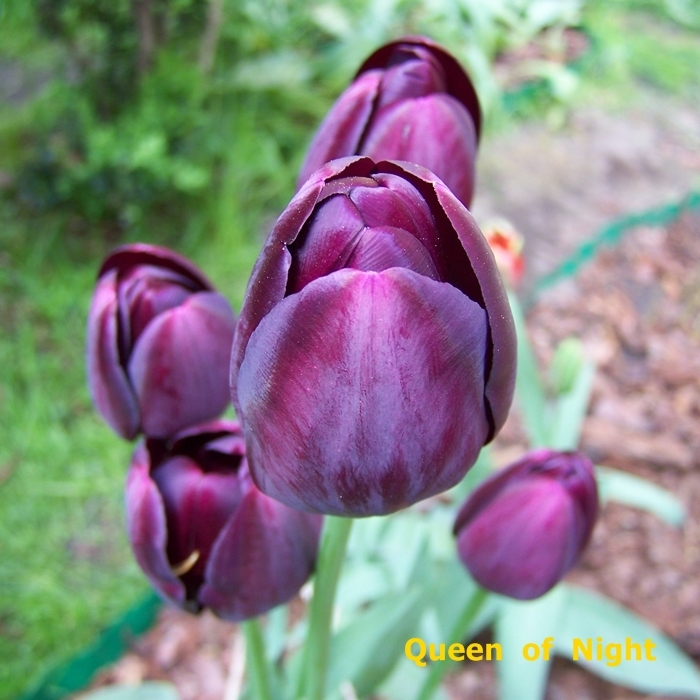 Zielono Zakręceni: Tulipan (Tulipa) 'Queen of Night' (1/1)