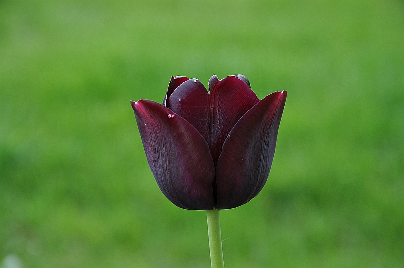 Zielono Zakręceni: Tulipan (Tulipa) 'Queen of Night' (1/1)