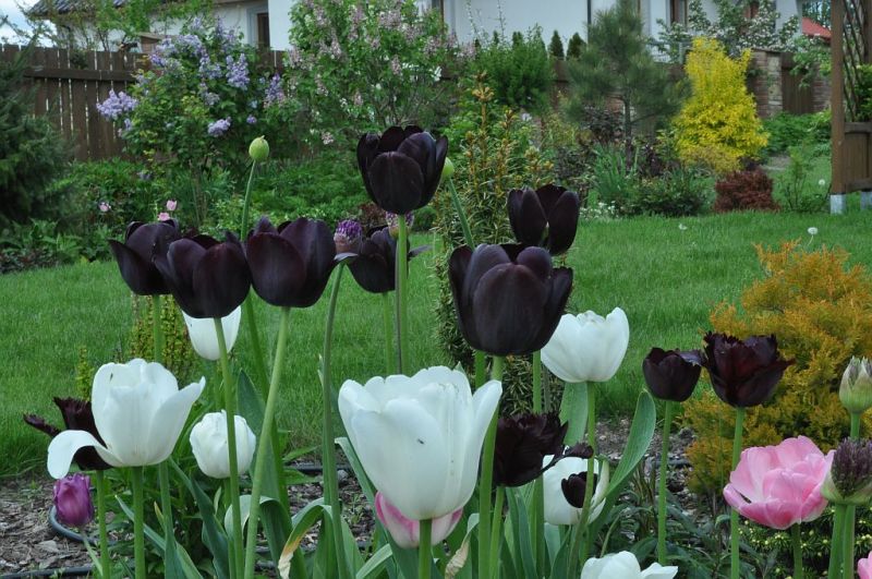 Zielono Zakręceni: Tulipan (Tulipa) 'Queen of Night' (1/1)