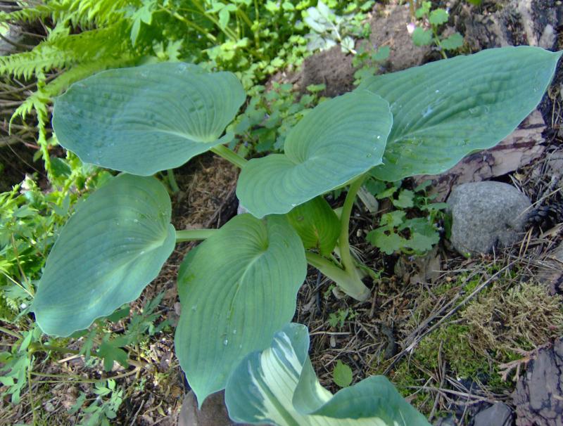 Хоста sea lotus leaf