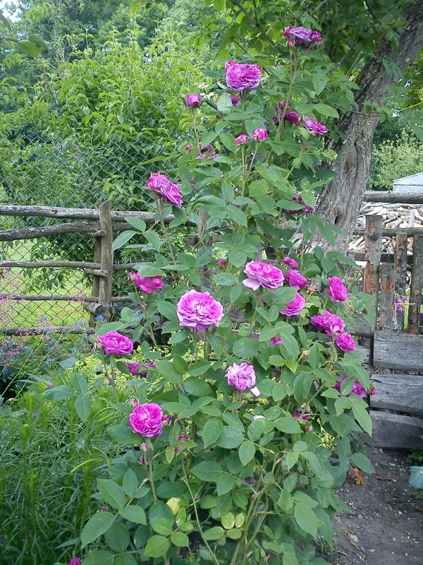 Zielono Zakręceni: Róża (Rosa) 'Reine des Violettes' (1/1)