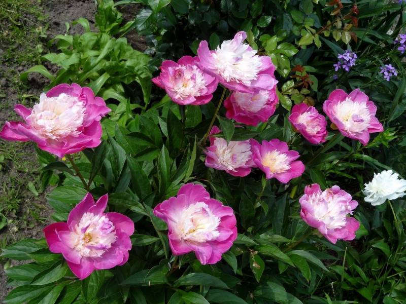 Zielono Zakręceni: Piwonia (Paeonia) 'Santa Fe' (1/1)