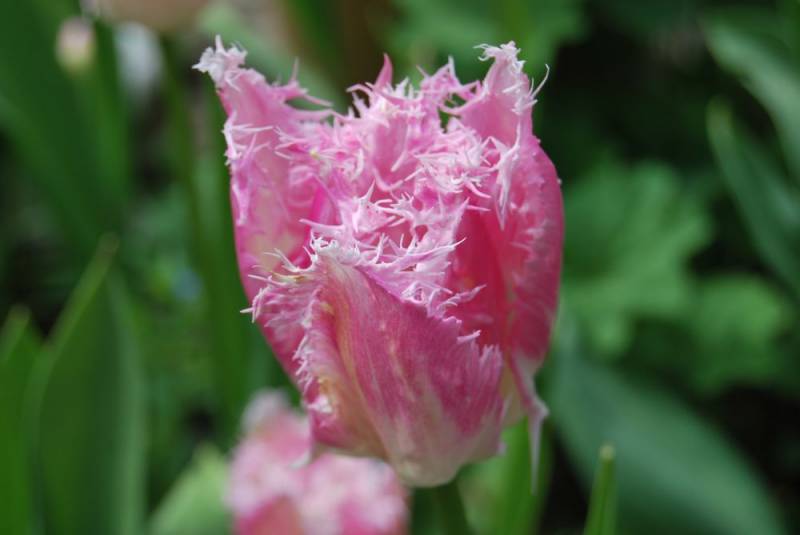 Tulipa Crispa Fancy Frills