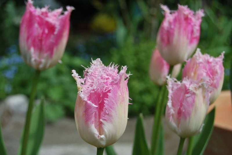 Tulipa Crispa Fancy Frills