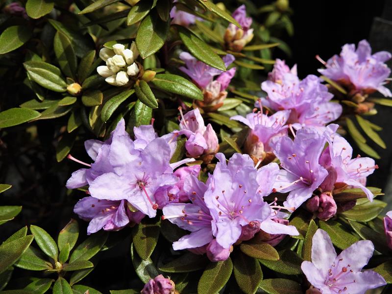 Zielono Zakrceni: Ranecznik (Rhododendron) 'Buchlovice' (-22 C) (1/1)