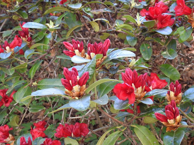 rhododendron weiß kaufen Rhododendron 'Cunningham's White' Gartenpflanzen main image 1