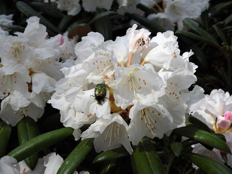rhododendron sales Sik Kim Rhododendron
