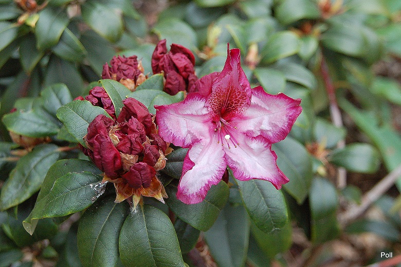 rhododendron öl Rhododendron Essential Oil – Shoprythm main image 0