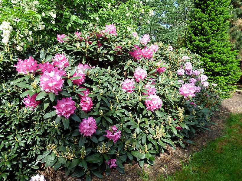 Zielono Zakrceni: Ranecznik (Rhododendron) 'Walkre' (-23 C) (1/1)