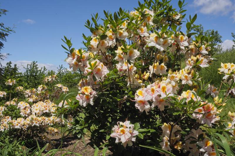 Zielono Zakręceni: Azalia (Rhododendron) 'Arima' (-27 °C) (1/1)